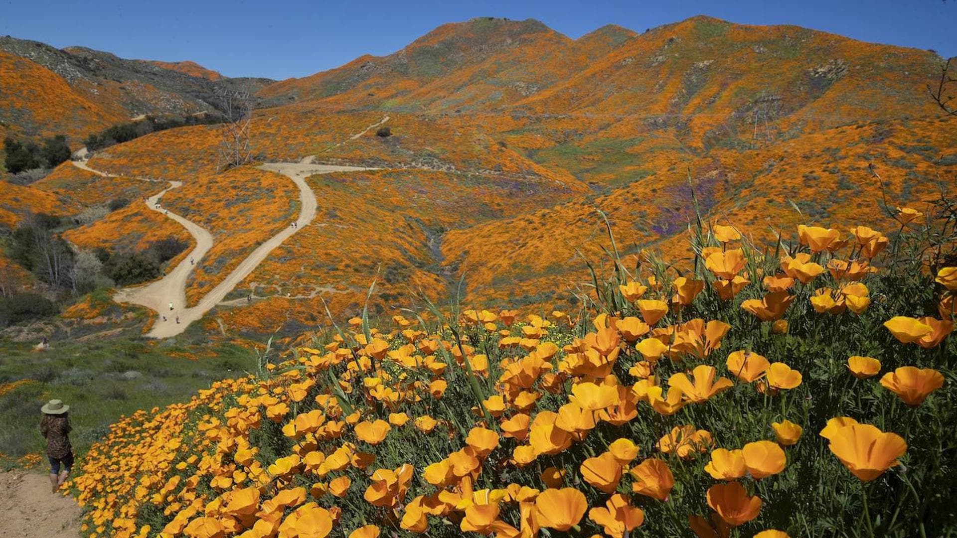 The 'superbloom' of California, the flowers that are born from the