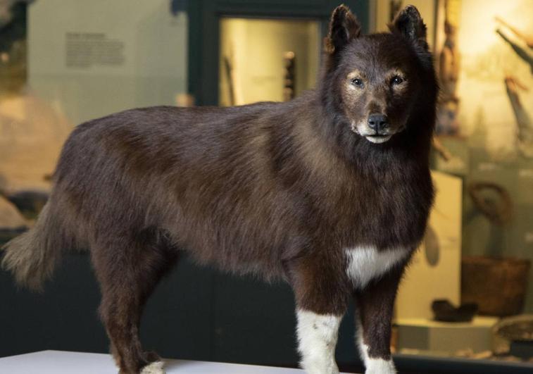 Balto, el perro que salvó de la difteria a los niños de un pueblo en Alaska