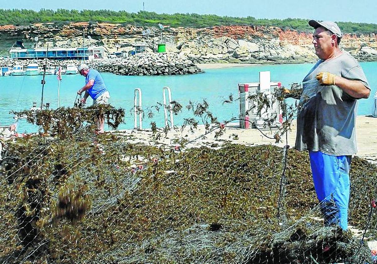 Pescadores gaditanos retiran algas de sus redes.