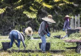 El 60% de los trabajadores agrícolas de Florida son inmigrantes ilegales.