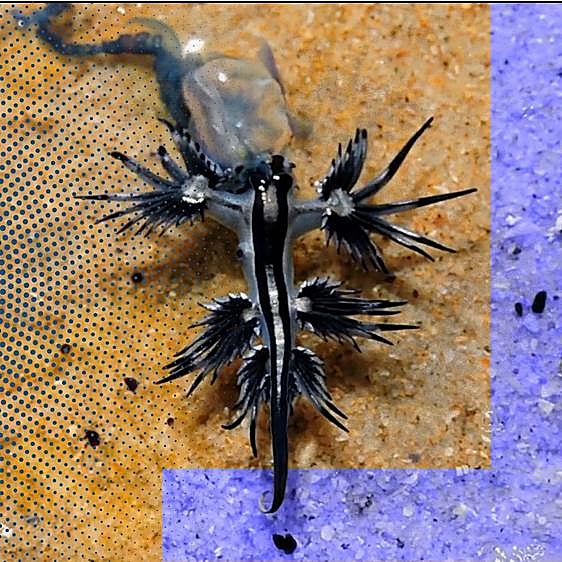 El dragón azul, la criatura que vuelve a la costa española tras 100 años