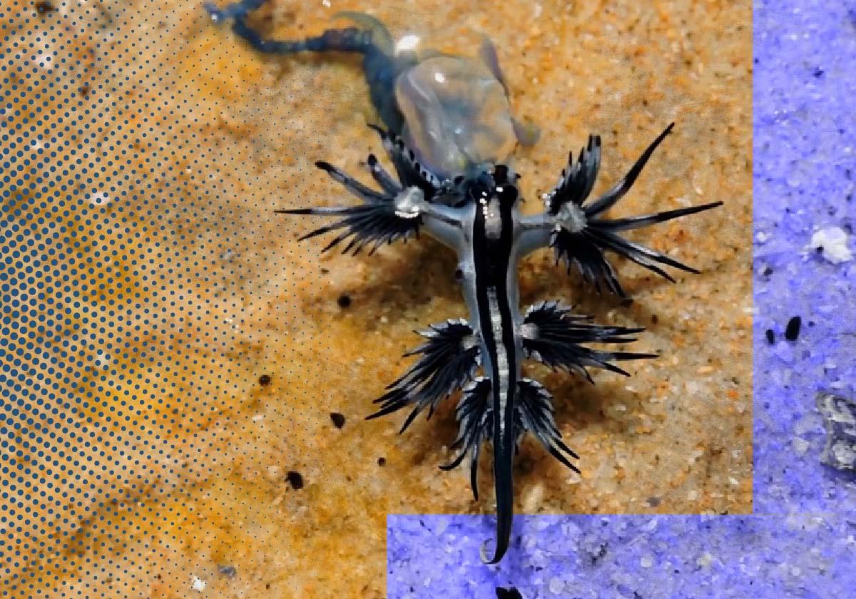 El dragón azul, la criatura que vuelve a la costa española tras 100 años