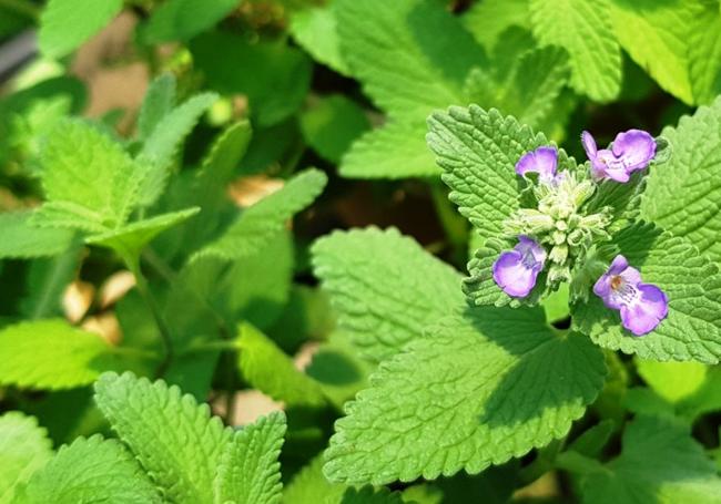 Nepeta cataria o menta del gato