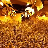 Desmantelan una gran plantación de marihuana que escondían bajo colchones