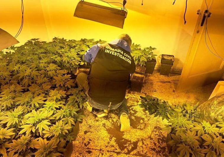 La Guardia Civil interviene plantas de cannabis sativa en una operación anterior.