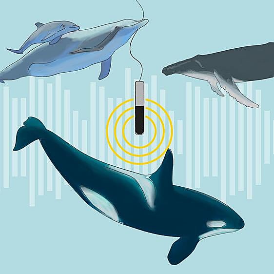 Si la ciudad te parece ruidosa, escucha lo que sufren los peces en los océanos