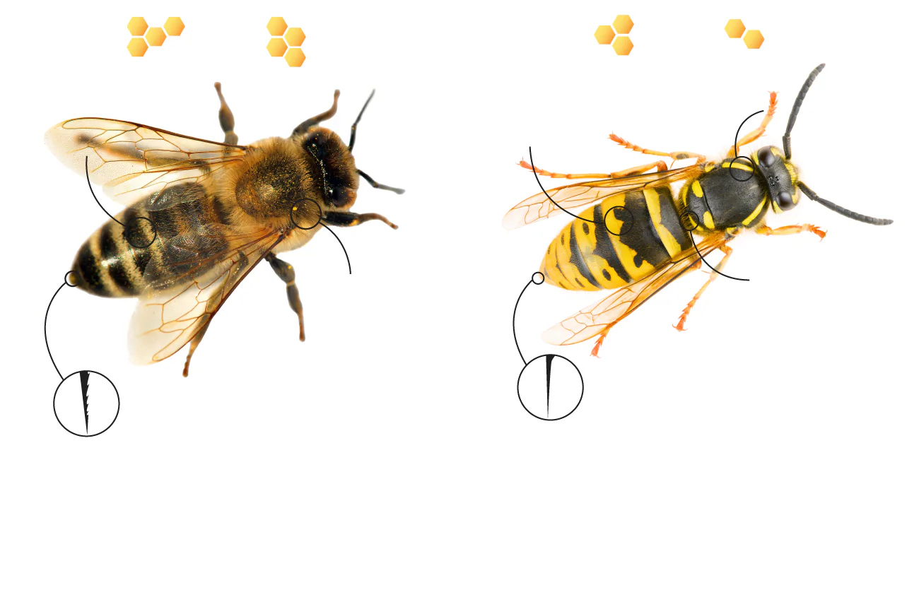 Diferencias entre avispas y abejas