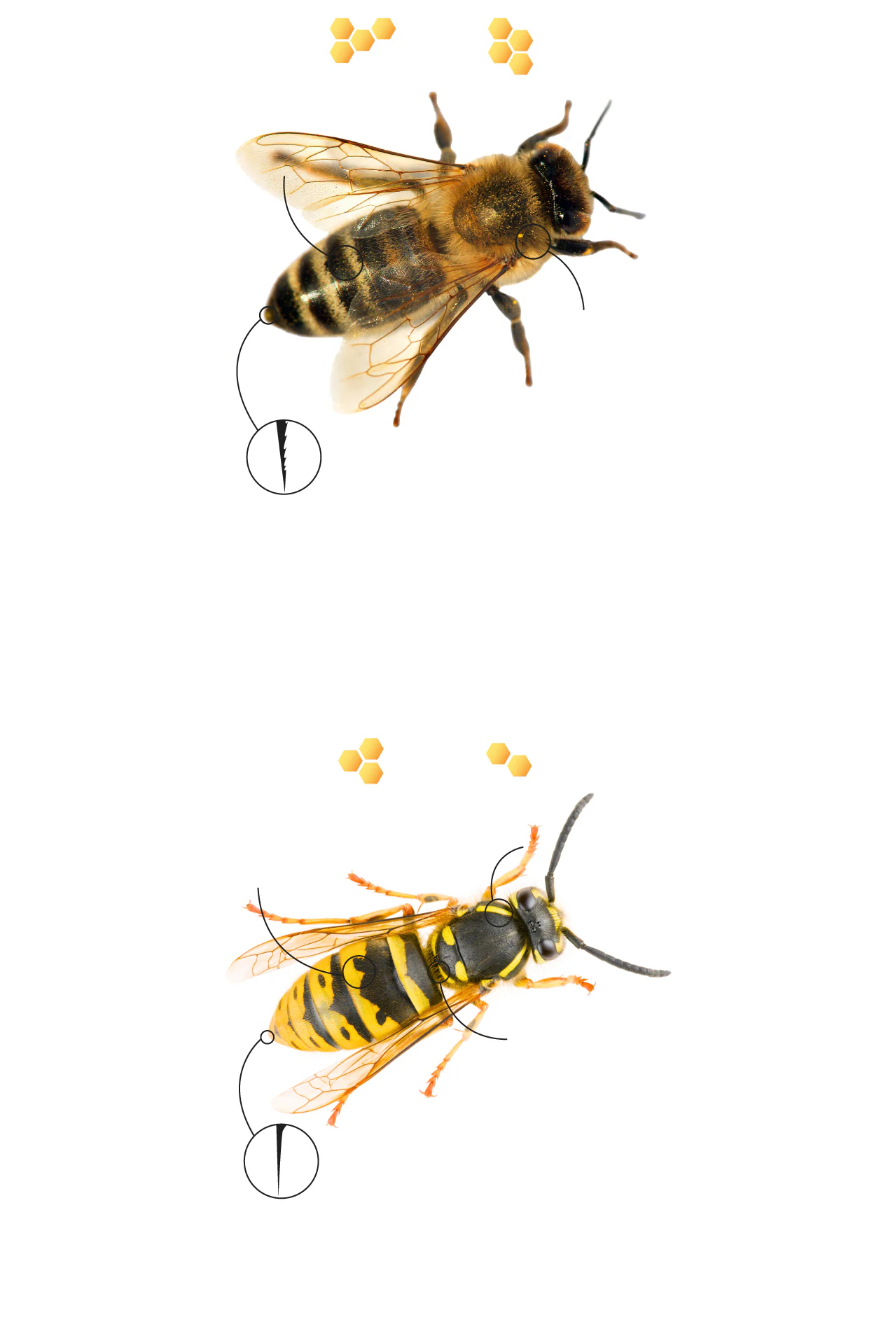 Picadura de avispa o abeja: cómo debemos actuar