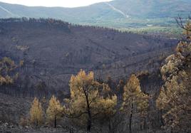 Una de las laderas calcinadas por el fuego que a mediados de mayo devoró parte de la sierra en la comarca extremeña de Las Hurdes.
