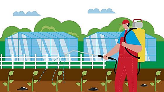 Más pesticidas en pomelos, berenjenas, pimientos rojos y hongos