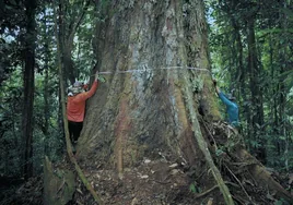 Los científicos miden la circunferencia del tronco del árbol, que tiene unos 400 años.