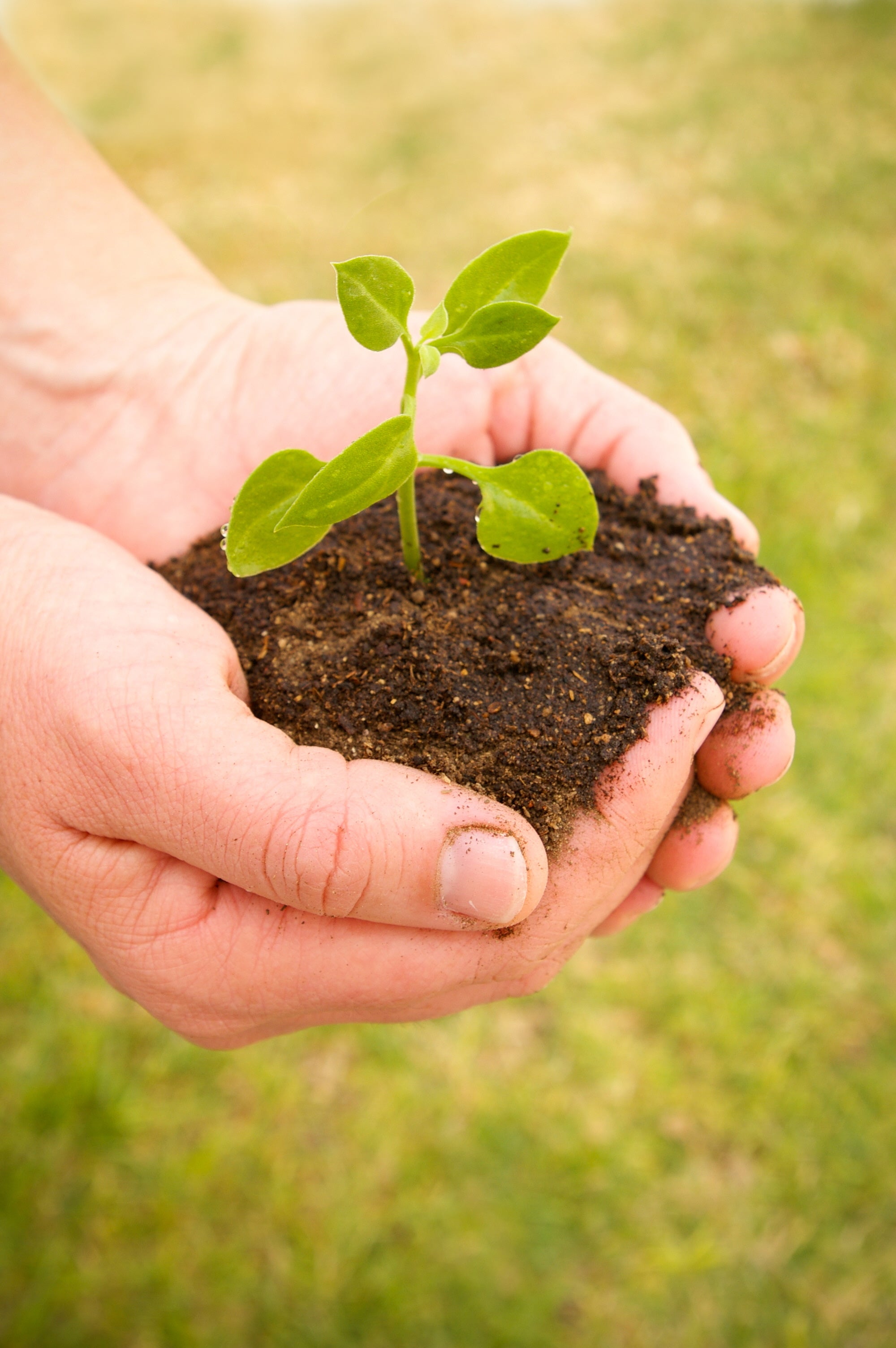 De la cartera al jardín: dar de 'comer' a las plantas con euros