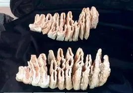 Foto de los molares del mamut encontrado en Cuenca.