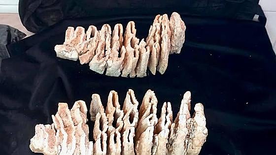 Hallan en Cuenca restos de un mamut de hace 600.000 años