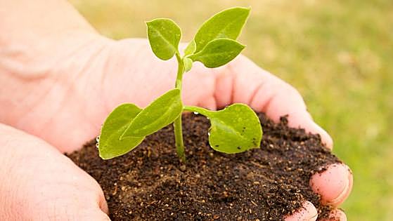 De la cartera al jardín: dar de 'comer' a las plantas con euros