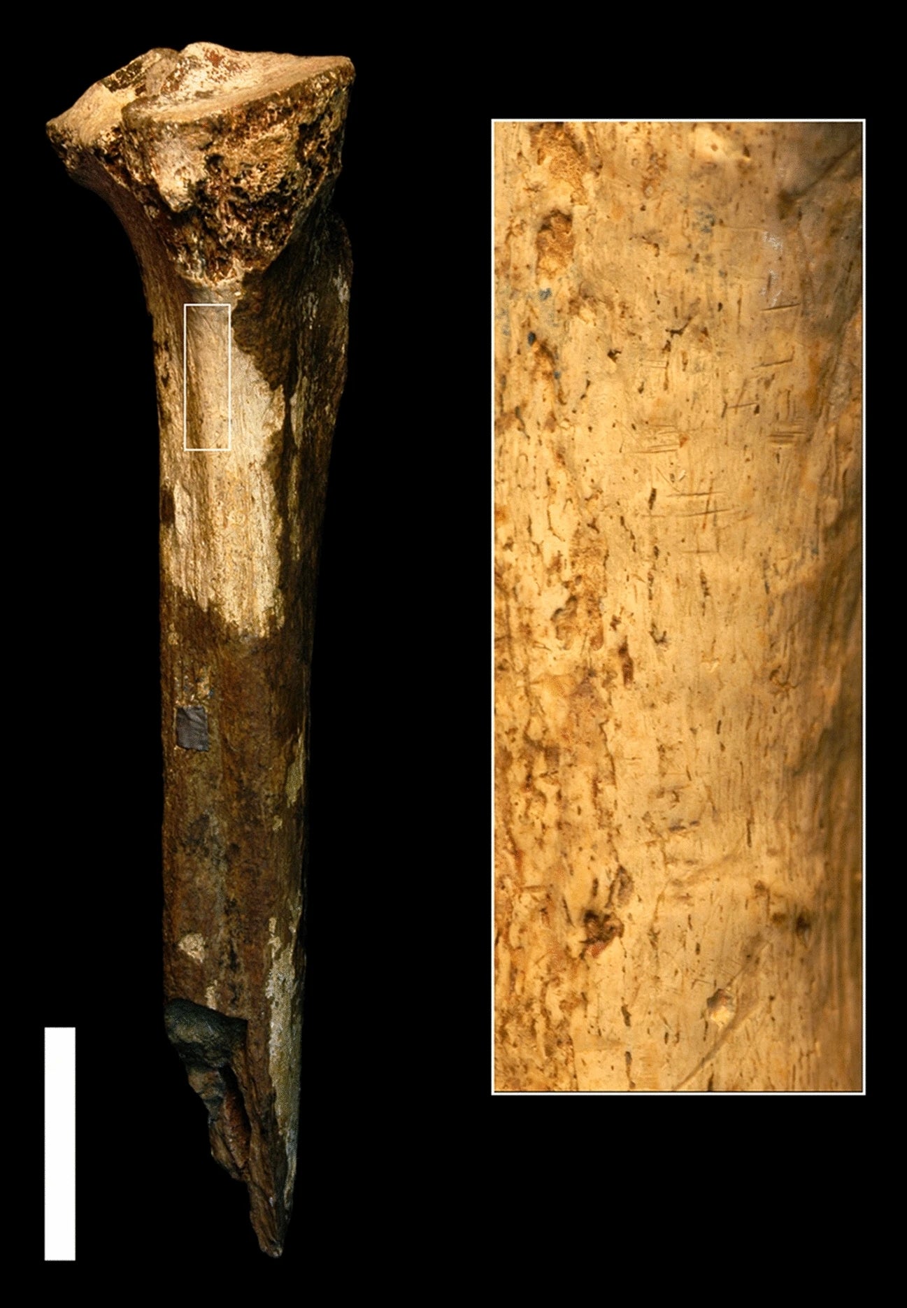 Imagen - vista completa de la tibia (KNM-ER 741) y área ampliada que muestra marcas de corte perpendiculares al eje longitudinal de la muestra. Escala = 4 cm.