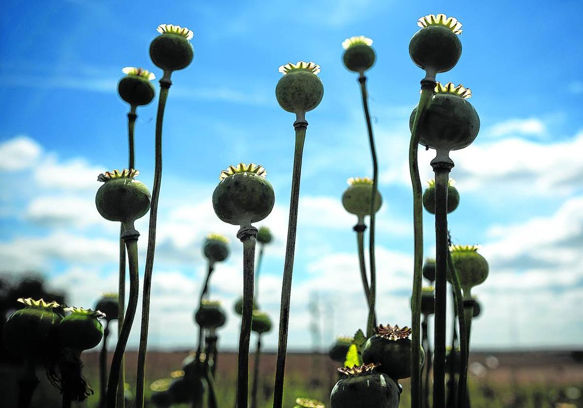 Una plantación de adormideras silvestres en las proximidades de Toledo.