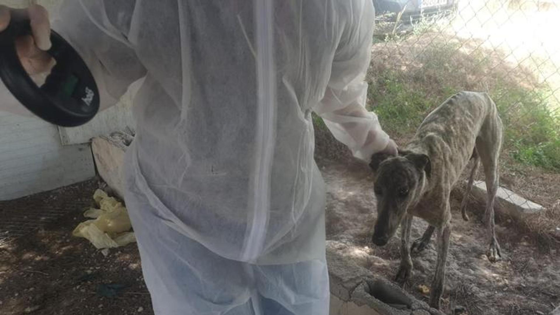 Descubren en una finca de Murcia decenas de perros y gatos sin agua ni comida