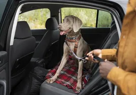 Cada año aumenta el número de familias que viajan con animales