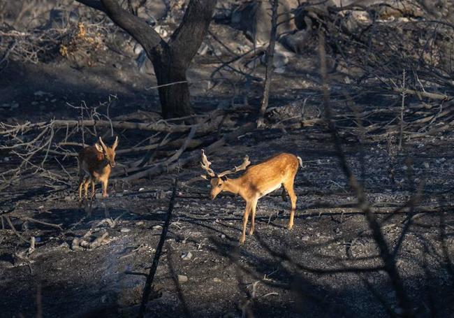 Dos ciervos en un bosque calcinado de la isla griega de Rodas.