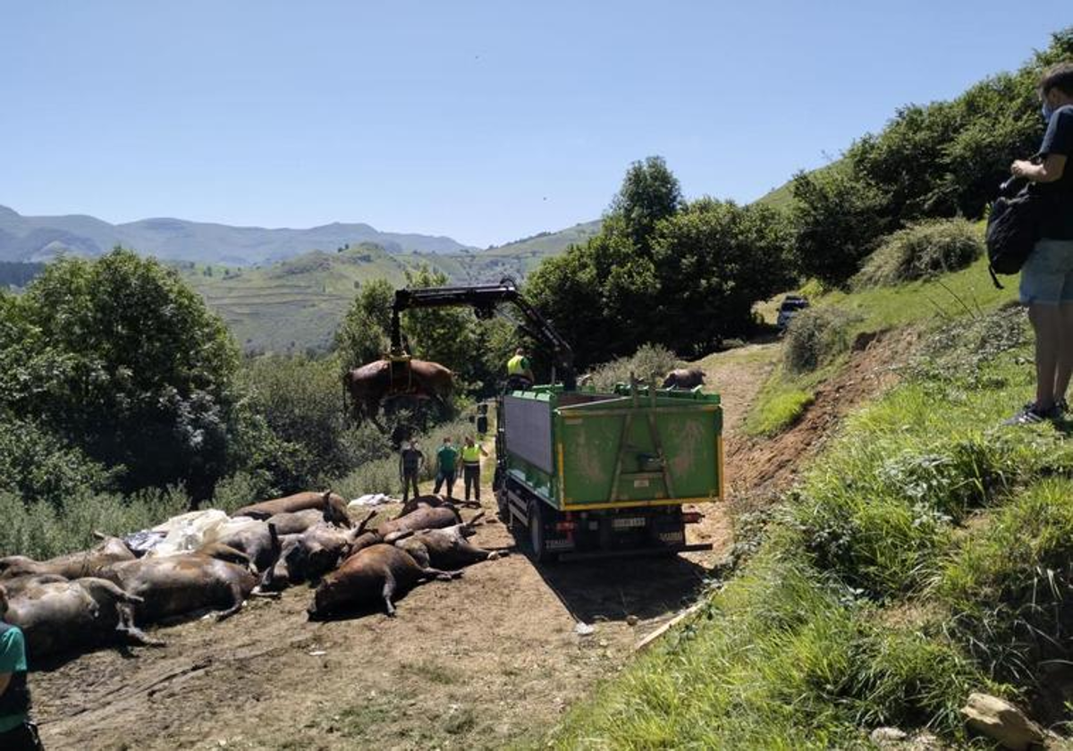 Reirada de las vacas muertas.