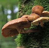 Hongos para salvar el planeta