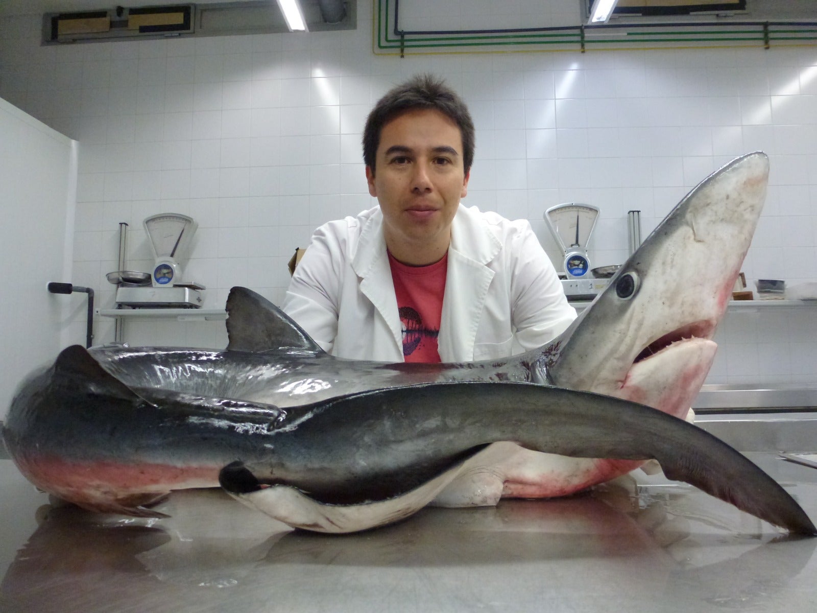 «No tenemos que tener miedo a los tiburones, más bien ellos a nosotros»