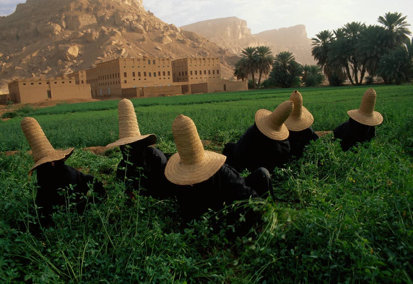 Unas mujeres se protegen del sol con sombreros mientras recogen trébol para el ganado. Al fondo se puede ver un recinto fortificado hadramí. Wai Hadhramaut, República del Yemen.