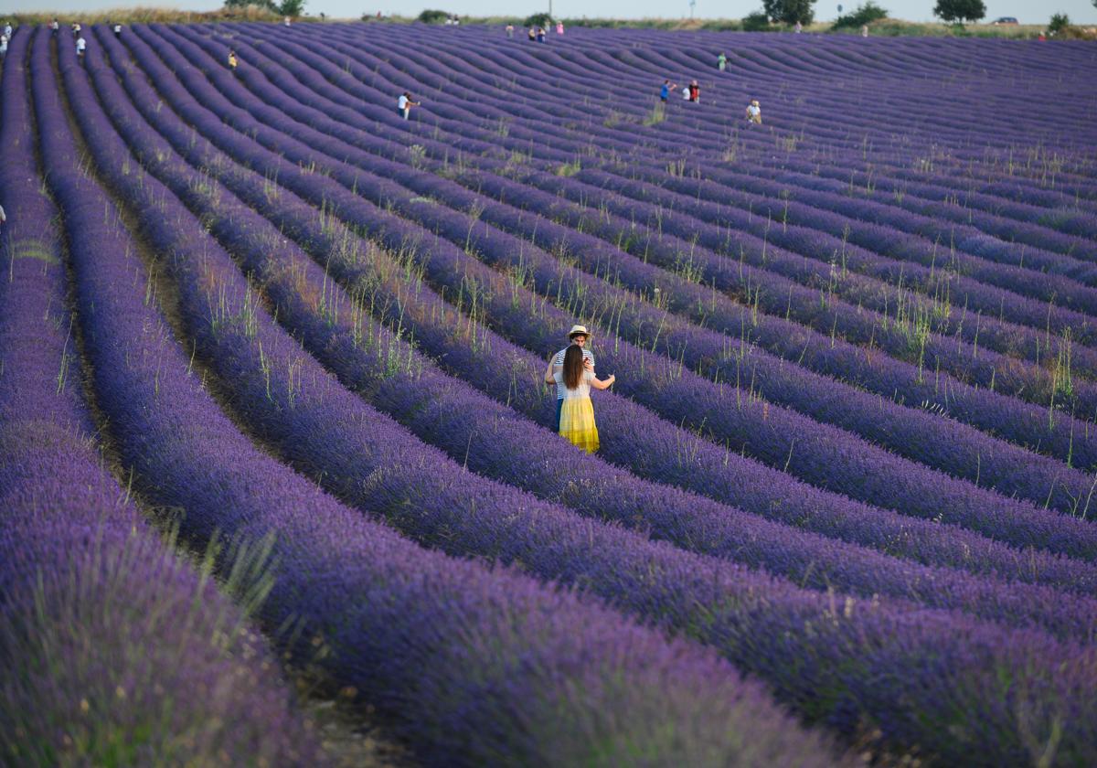 Los campos de lavanda de Guadalajara: un referente turístico y agrícola.