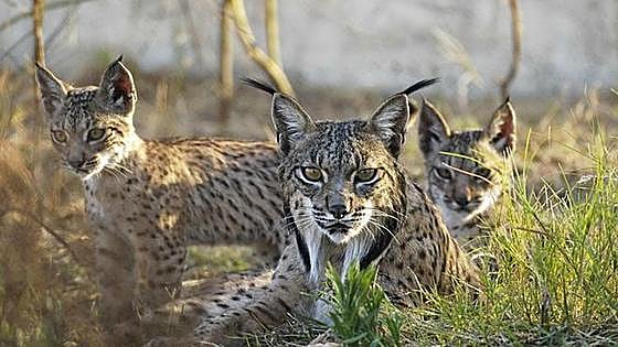Hay que triplicar el número de hembras para sacar al lince del riesgo de extinción