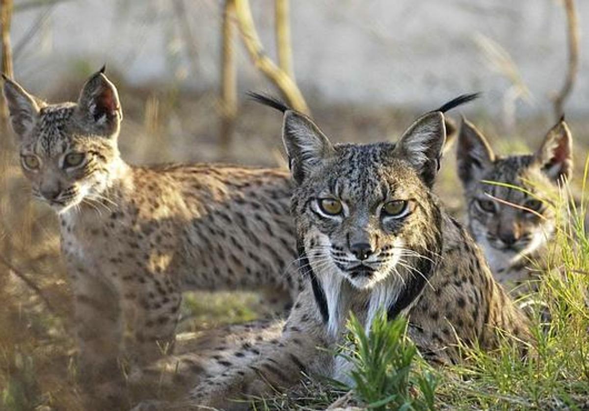 Hay que triplicar el número de hembras para sacar al lince del riesgo de extinción