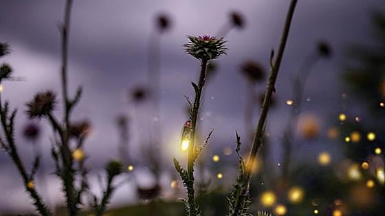 Los espíritus del bosque apagan la luz