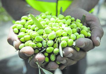 El aceite, más que nunca, por encima