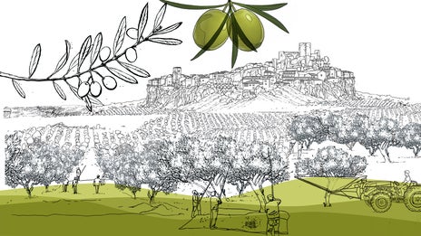 Aceite de oliva: así se produce el verdadero 'superalimento' de la dieta mediterránea