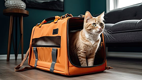 Transportines para llevar a tu gato contigo a todas partes