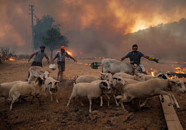 Unos ganaderos tratan de salvar a sus ovejas de un incendio en Turquía.