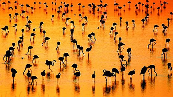 Un tercio de los sitios naturales del Patrimonio Mundial de la Unesco está amenazado