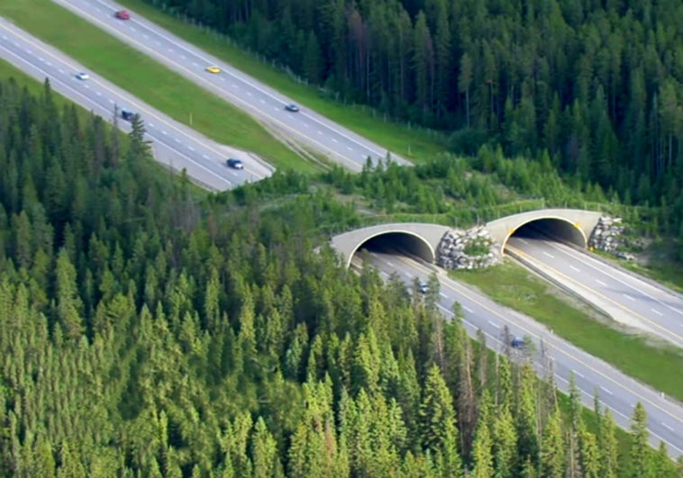 Pasos de fauna: la red de carreteras de los animales