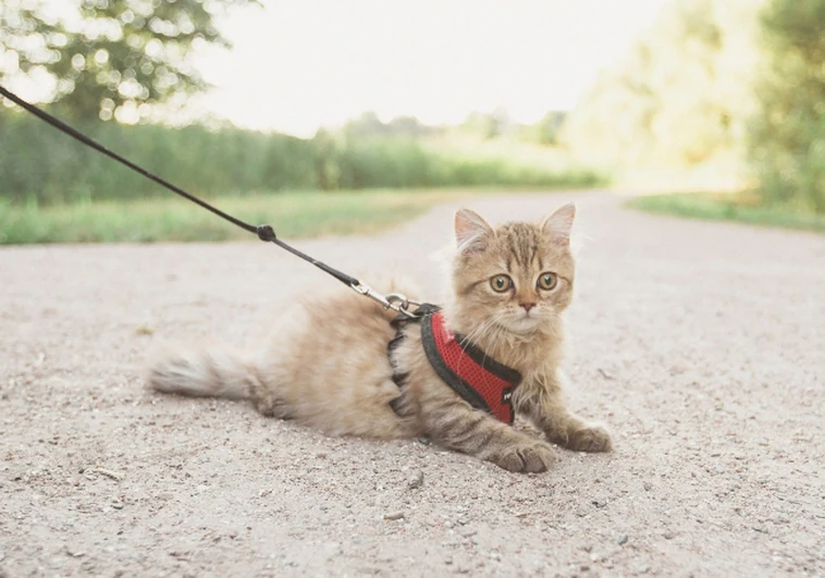 Date un paseo con tu mejor amigo felino con estos arnés y correas para gatos