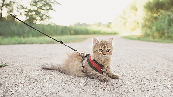 Date un paseo con tu mejor amigo felino con estos arnés y correas para gatos
