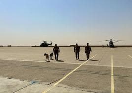 Los perros de combate españoles Nacho y Hernán embarcando en helicóptero en la base de Al Asad.