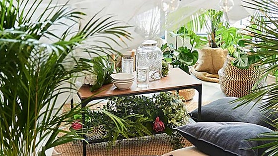 Purifica el aire de tu hogar con estas plantas de interior