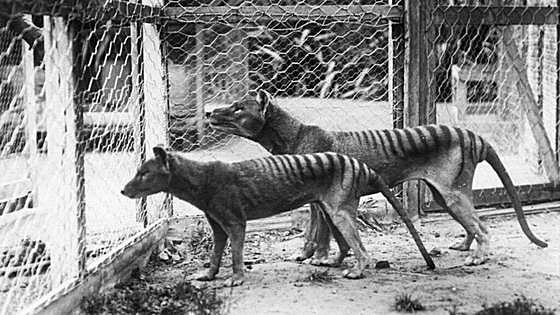 El regreso del tigre de Tasmania