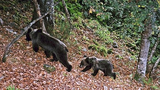Caminos seguros para los osos