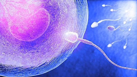 La espermidina, un suplemento antiedad, mejora la fertilidad en ratones