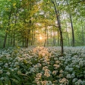 Las mejores plantas aromáticas