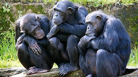 Las chimpancés también tienen la menopausia