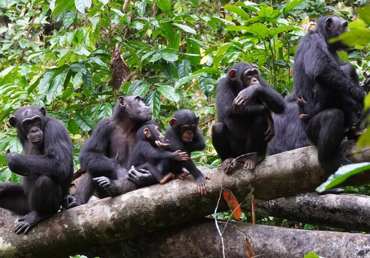 Chimpanzees also have border controls