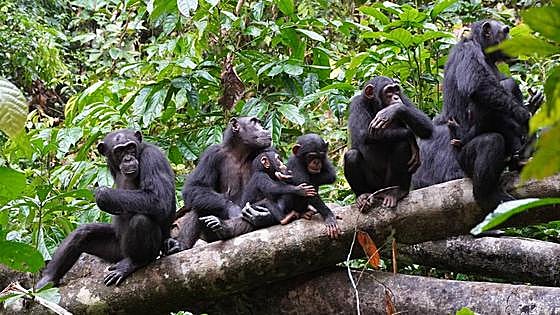 Los chimpancés también tienen controles de fronteras
