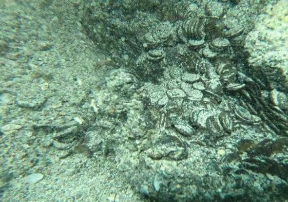 Un tesoro bajo el mar: descubren 30.000 monedas de la Antigua Roma en Cerdeña